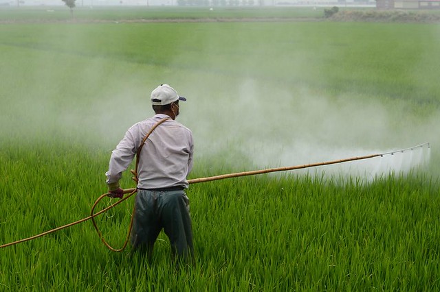 Anvisa: mais da metade dos vegetais está contaminada com veneno